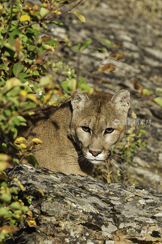 美洲狮(Puma concolor)，也被称为美洲狮，美洲狮，山猫，猫山猫，或豹，取决于地区，是猫科家族的哺乳动物，原产于美洲。